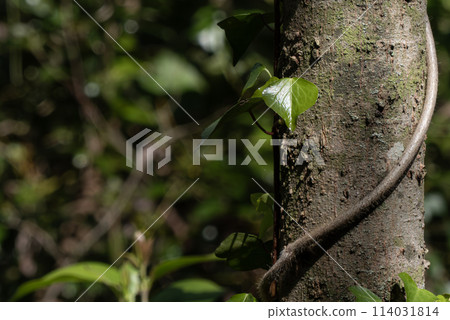 Kinooka Biotop, where untouched nature remains, Otsu City, Shiga Prefecture Kinooka Biotop, where untouched nature remains, Otsu City, Shiga Prefecture 114031814