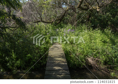 Kinooka Biotop, where untouched nature remains, Otsu City, Shiga Prefecture Kinooka Biotop, where untouched nature remains, Otsu City, Shiga Prefecture 114031815