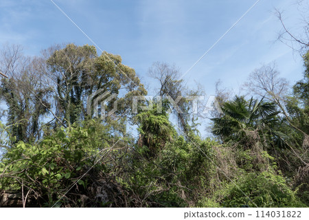 滋賀縣大津市原生態的木岡生境 滋賀縣大津市原生態的木岡生境 114031822