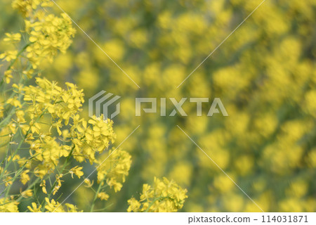 油菜花上的小蝴蝶 114031871