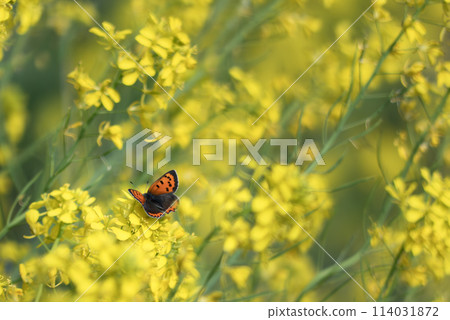油菜花上的小蝴蝶 114031872