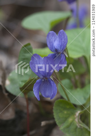 Viola palustris (marsh violet) flowers, close up shot Viola palustris (marsh violet) flowers, close up shot 114031989