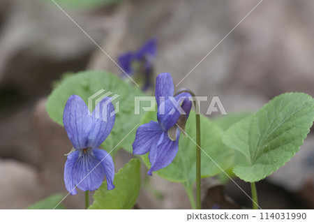 Viola palustris (marsh violet) flowers, close up shot Viola palustris (marsh violet) flowers, close up shot 114031990