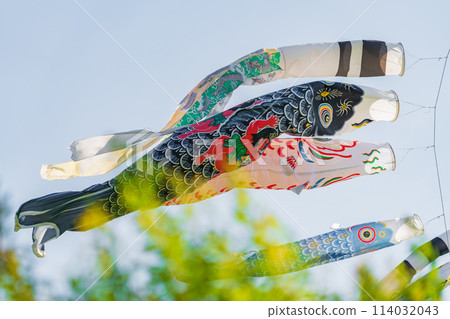 Koinobori/May image 114032043