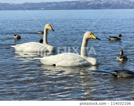 2024 年 2 月，福島縣豬苗代湖志田海灘上的天鵝 114032106