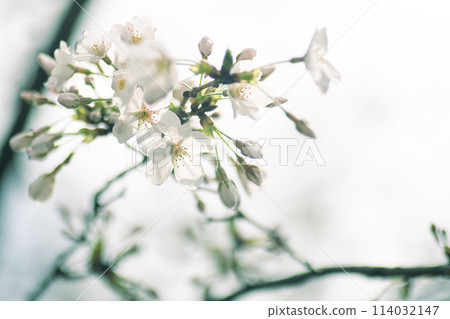 櫻花盛開 114032147