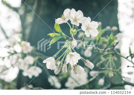 white blooming cherry blossoms 114032154