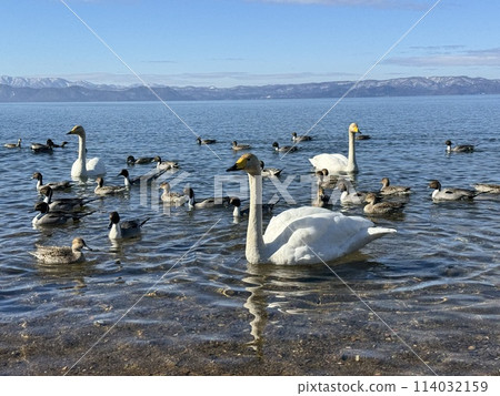 2024 年 2 月，福島縣豬苗代湖志田海灘上的天鵝 114032159
