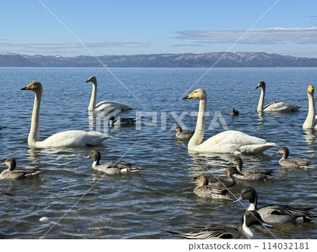 Swans at Shidahama Beach on Lake Inawashiro, Fukushima Prefecture in February 2024 114032181