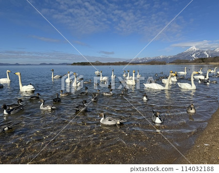 Swans at Shidahama Beach on Lake Inawashiro, Fukushima Prefecture in February 2024 114032188