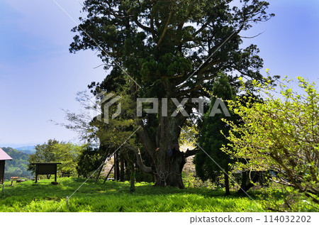 新潟縣上越市安塚區博金的大杉 114032202