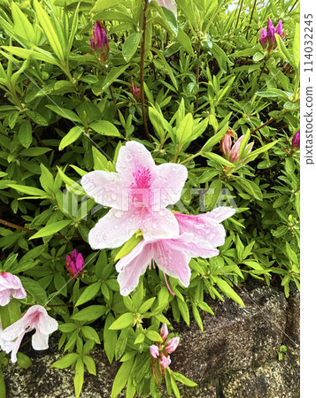 Pink azalea 114032245
