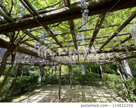 A landscape with a wisteria trellis 114032250