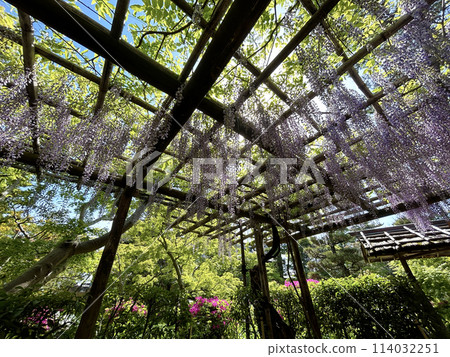 A wisteria trellis surrounded by wisteria flowers 114032251