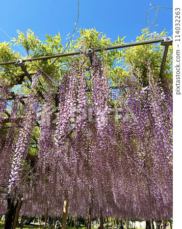 紫藤花發光在藍天 紫藤花發光在藍天 114032263