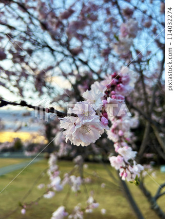 櫻花在公園裡 櫻花在公園裡 114032274