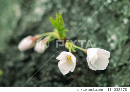 A little bit of cherry blossoms blooming on the trunk A little bit of cherry blossoms blooming on the trunk 114032278