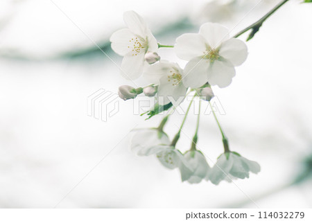 Cherry blossoms 114032279