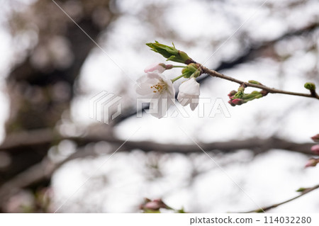 一朵櫻花盛開 114032280