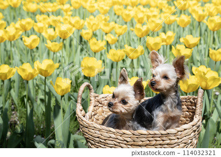 Two Yorkshire terriers and tulips in a basket Two Yorkshire terriers and tulips in a basket 114032321