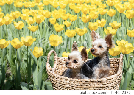Two Yorkshire terriers and tulips in a basket 114032322