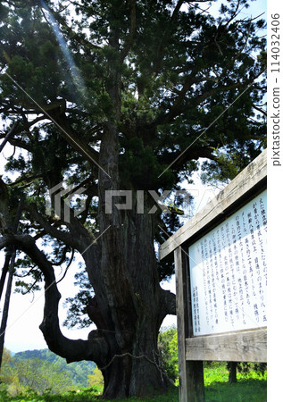 Bogane, Yasuzuka-ku, Joetsu City, Niigata Prefecture, Large Cedar Tree at Bogane Bogane, Yasuzuka-ku, Joetsu City, Niigata Prefecture, Large Cedar Tree at Bogane 114032406