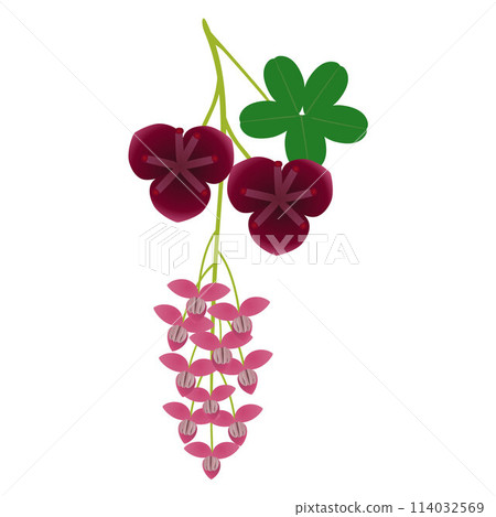 Akebia flowers with leaves on a white background. Akebia flowers with leaves on a white background. 114032569