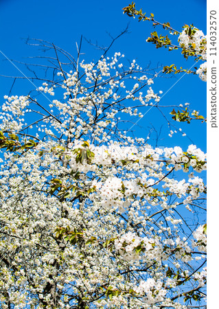 倫敦西部烏鴉宮公園明亮陽光下的白色櫻花 114032570