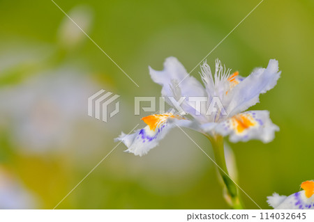 白色chaga花 114032645