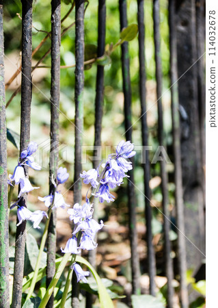 Bluebells in full bloom, signalling the arrival of spring under bright sunshine, at Ravenscourt Park in west London 114032678