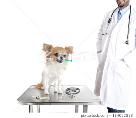 chihuahua and syringe chihuahua and syringe 114032858