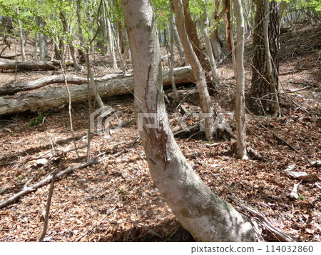 鹿角磨削痕跡（山梨縣扇山） 114032860