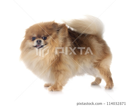pomeranian in studio pomeranian in studio 114032871