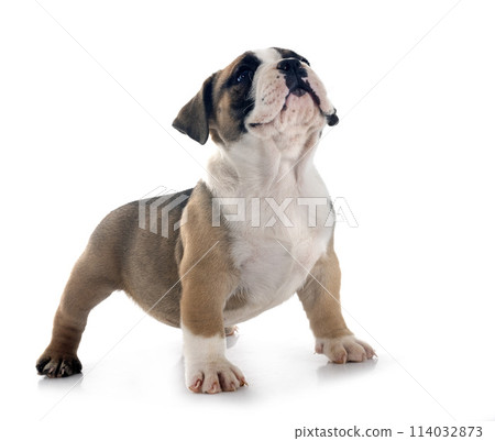 puppy american bully in studio puppy american bully in studio 114032873