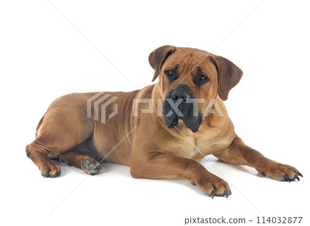 African boerboel in studio 114032877