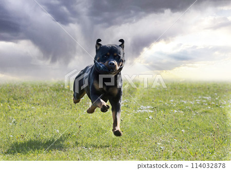 obedience training with a rottweiler obedience training with a rottweiler 114032878