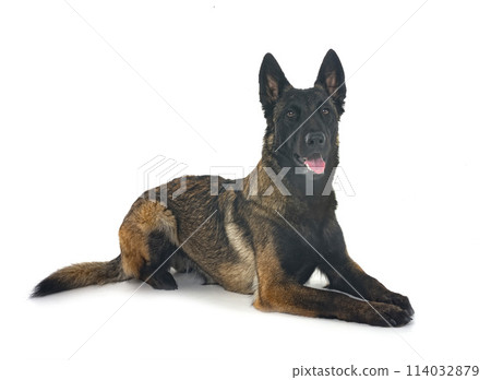 young malinois in studio young malinois in studio 114032879