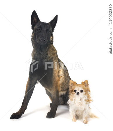 chihuahua and malinois in studio chihuahua and malinois in studio 114032880