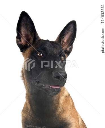 puppy malinois in studio 114032881
