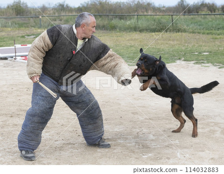 training of rottweiler training of rottweiler 114032883