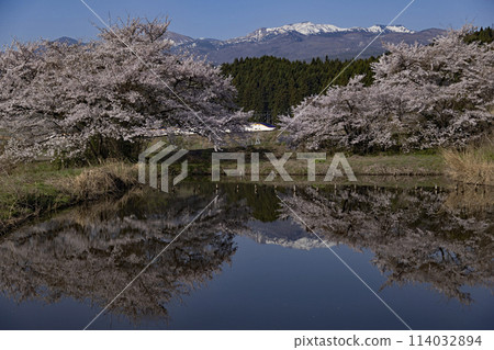 Yamagata Shinkansen and cherry blossoms in full bloom Yamagata Shinkansen and cherry blossoms in full bloom 114032894