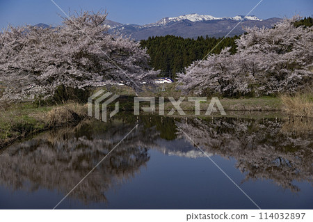 Yamagata Shinkansen and cherry blossoms in full bloom Yamagata Shinkansen and cherry blossoms in full bloom 114032897