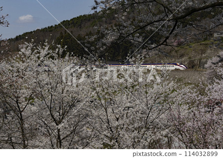 山形新幹線和盛開的櫻花 114032899
