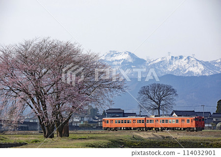 Cherry blossoms and the Johana Line Cherry blossoms and the Johana Line 114032901