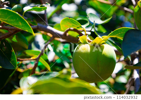 Persimmon trees in urban fields: blue-green persimmons and bitter persimmons in the still unripe summer (Nerima, Tokyo) Persimmon trees in urban fields: blue-green persimmons and bitter persimmons in the still unripe summer (Nerima, Tokyo) 114032932