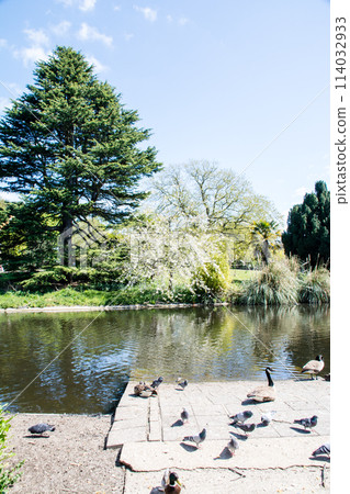 Pigeons gather around a pond in bright sunlight in Ravenscourt Park, west London 114032933