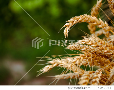 Ripe wheat with a soft-focus background; ideal for content related to farming and natural foods. 114032945