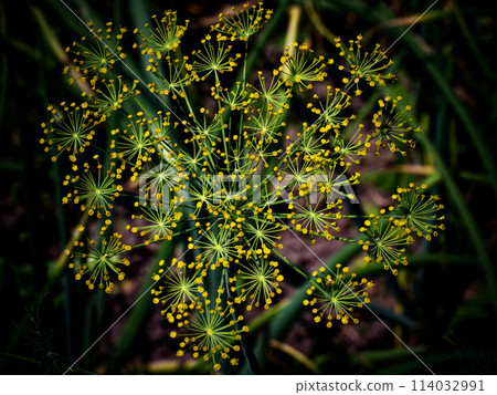 Radiating pattern of slender green stalks topped with tiny yellows blooms. 114032991