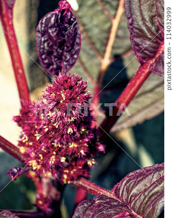 A detailed texture of a red flowering plant surrounded by deep green foliage, evoking natural wonder. 114032999