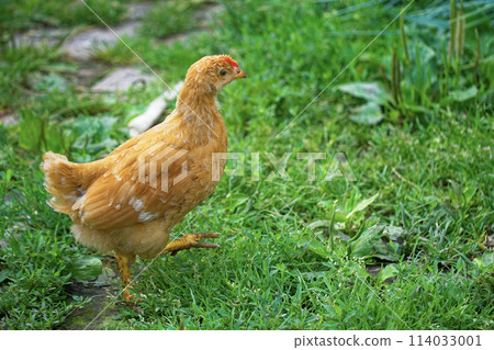 A well-detailed image capturing a chicken in mid-step surrounded by rich green foliage. A well-detailed image capturing a chicken in mid-step surrounded by rich green foliage. 114033001